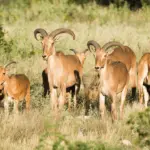 Aoudad Sheep