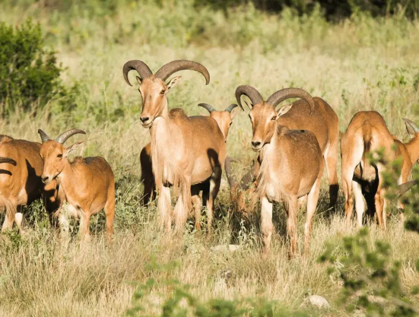 Aoudad Sheep