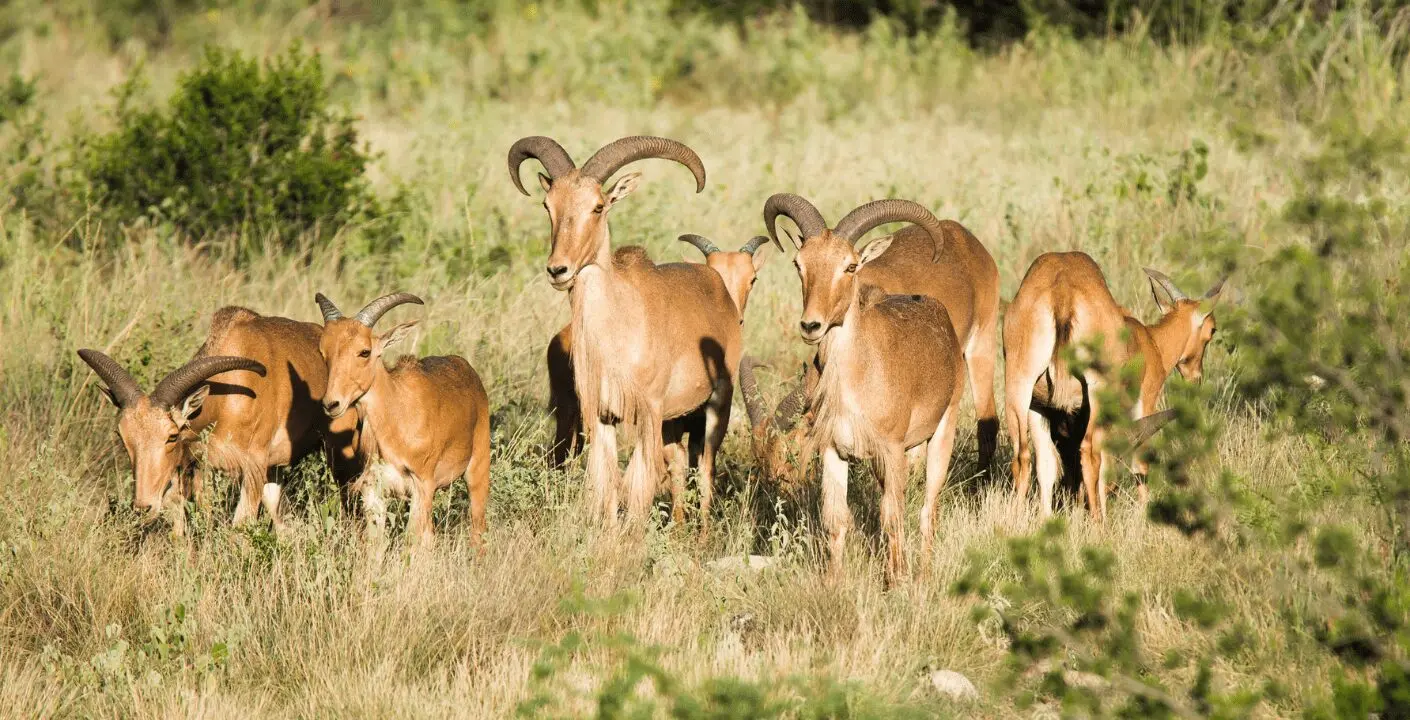 Aoudad Sheep
