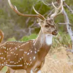 AxisDeer