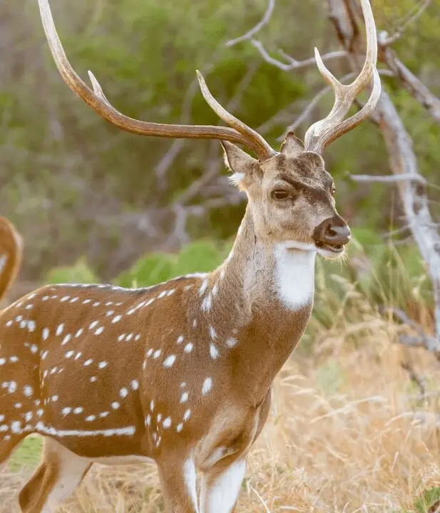 Why Axis Is the Best Venison in North America