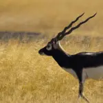 Blackbuck2