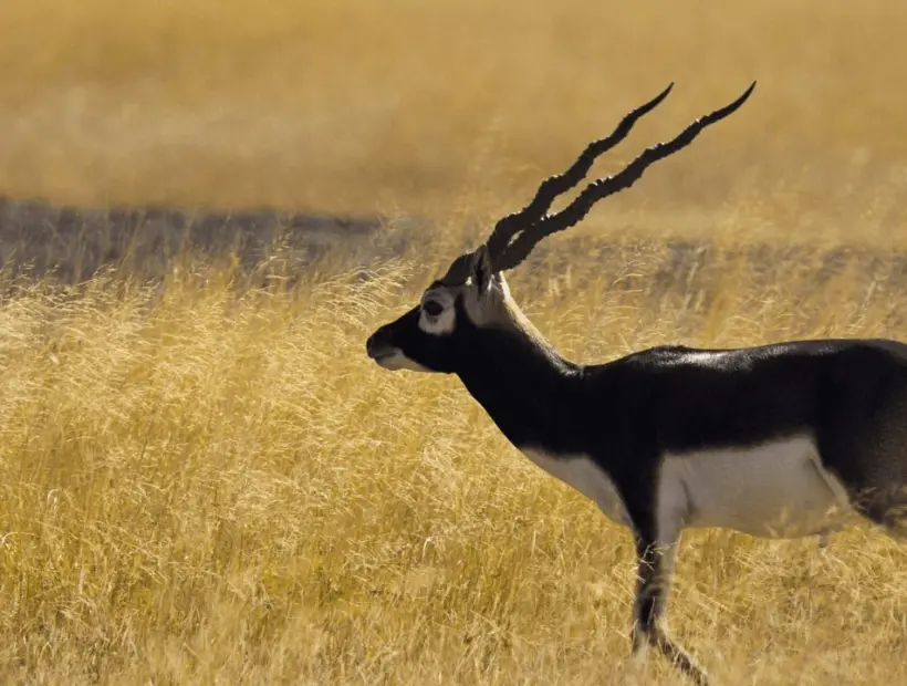 Blackbuck2