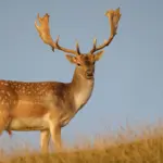 FallowDeer