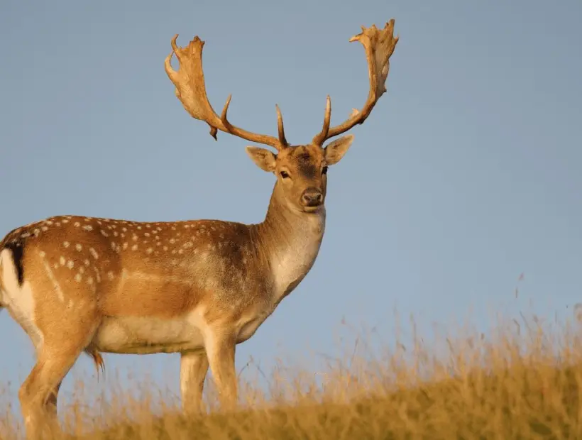 FallowDeer