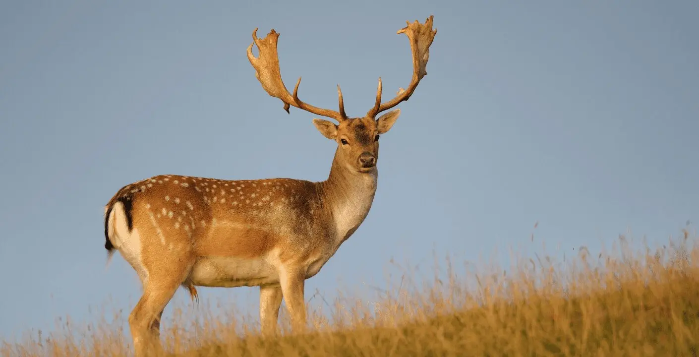 FallowDeer