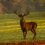 Red Stag