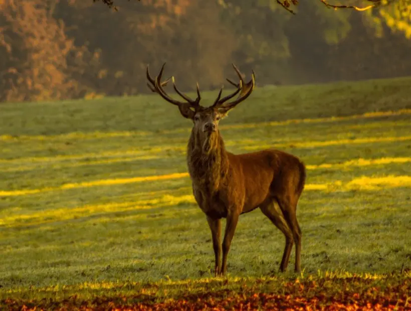 Red Stag
