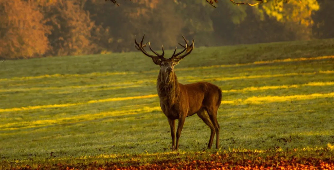 Red Stag