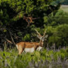 Safari Specialists Common Exotic Hunts in Texas