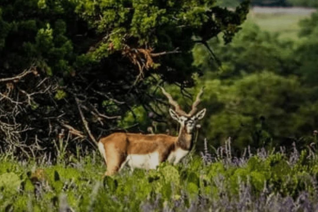Safari Specialists Common Exotic Hunts in Texas