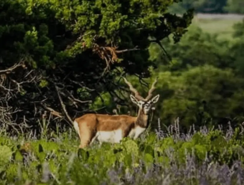 Safari Specialists Common Exotic Hunts in Texas