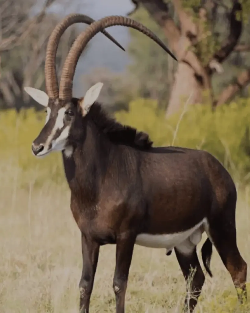 Safari Specialists Super Exotic Hunts