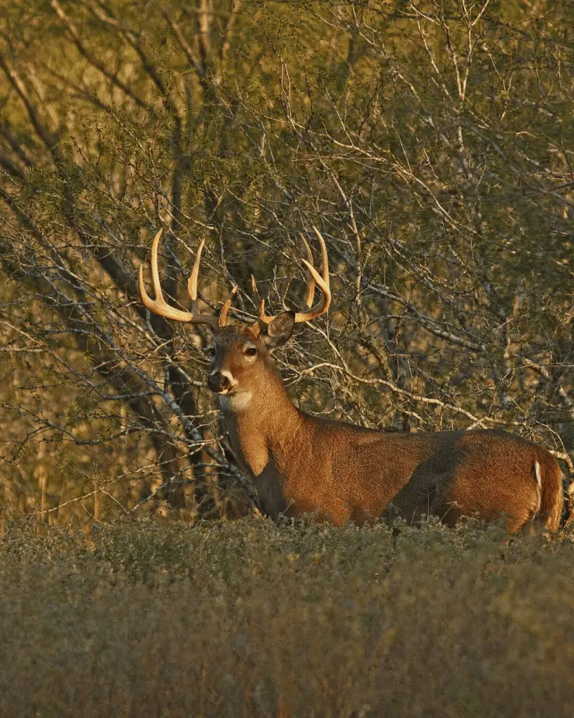 Safari Specialists Whitetail Hunts in Texas