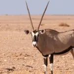 Scimitar Horned Oryx