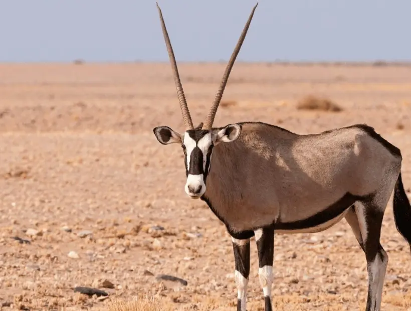 Scimitar Horned Oryx