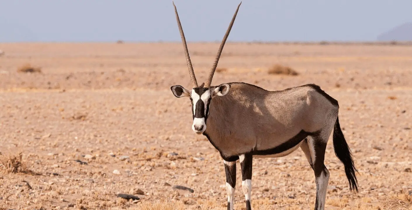 Scimitar Horned Oryx
