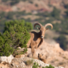 Aoudad Sheep Hunting in West Texas