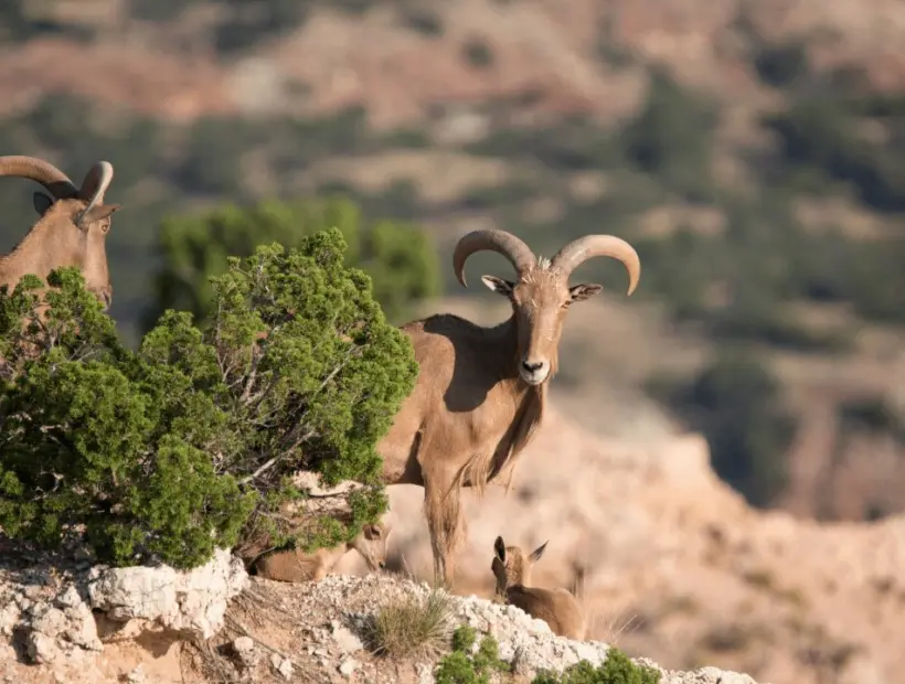 Aoudad Sheep Hunting in West Texas