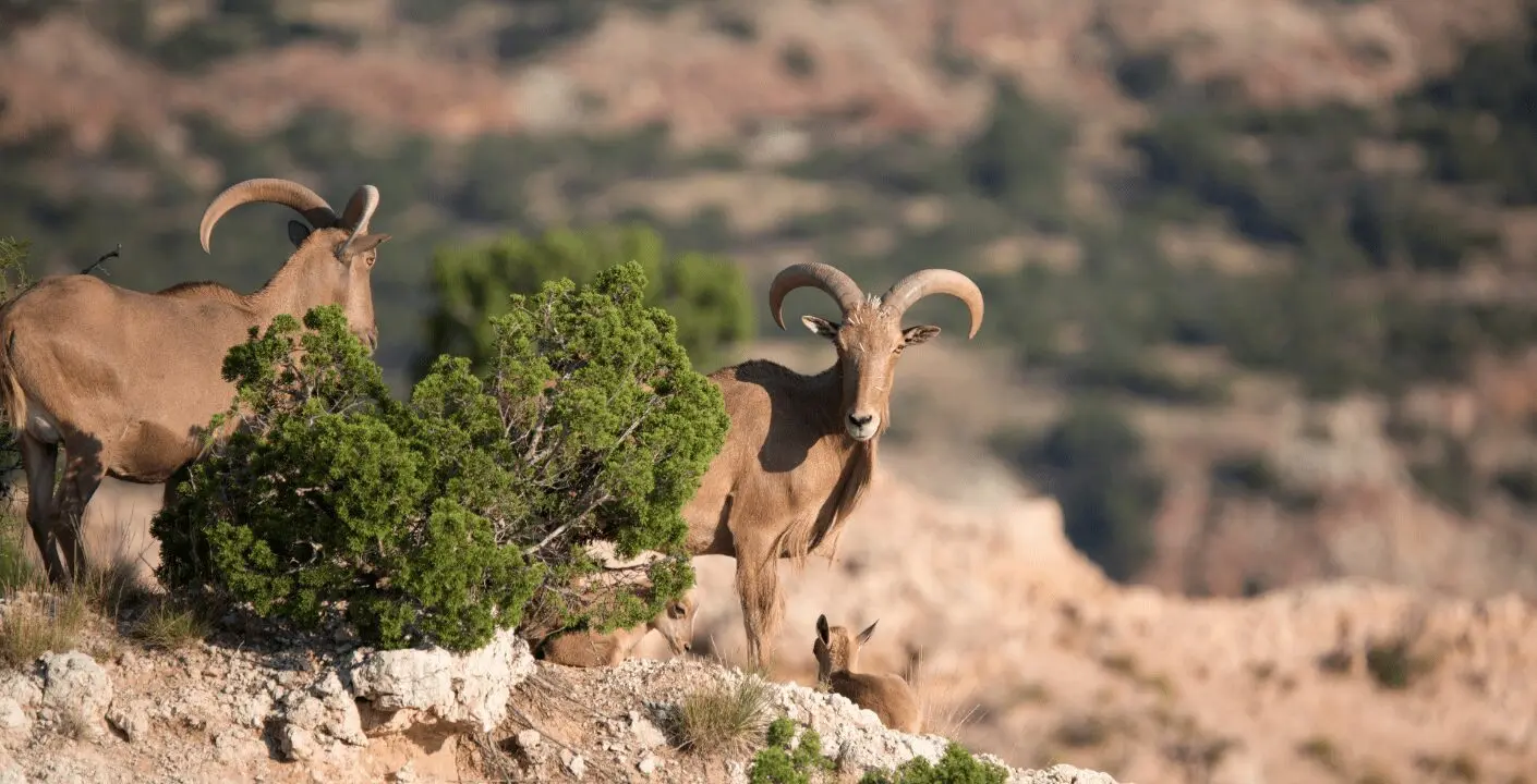 Aoudad Sheep Hunting in West Texas