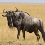 Blue Wildebeest Hunting in Southern Africa