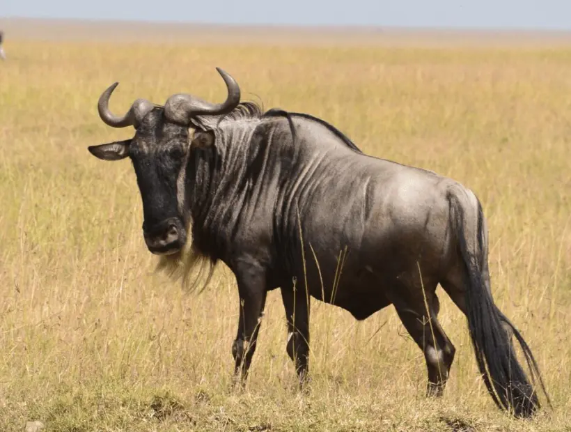 Blue Wildebeest Hunting in Southern Africa