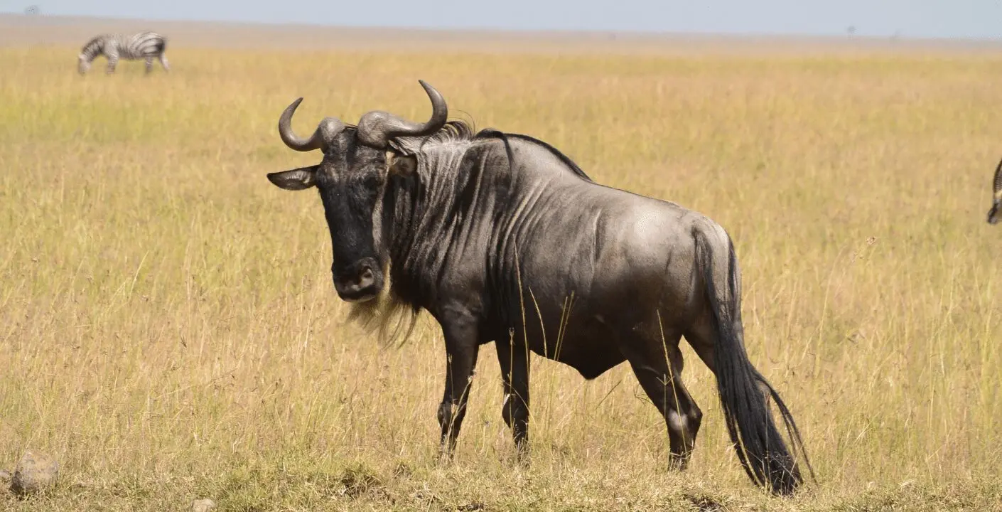 Blue Wildebeest Hunting in Southern Africa