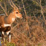 Bushbuck Hunting in Southern Africa