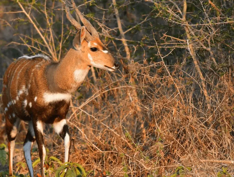 Bushbuck Hunting in Southern Africa