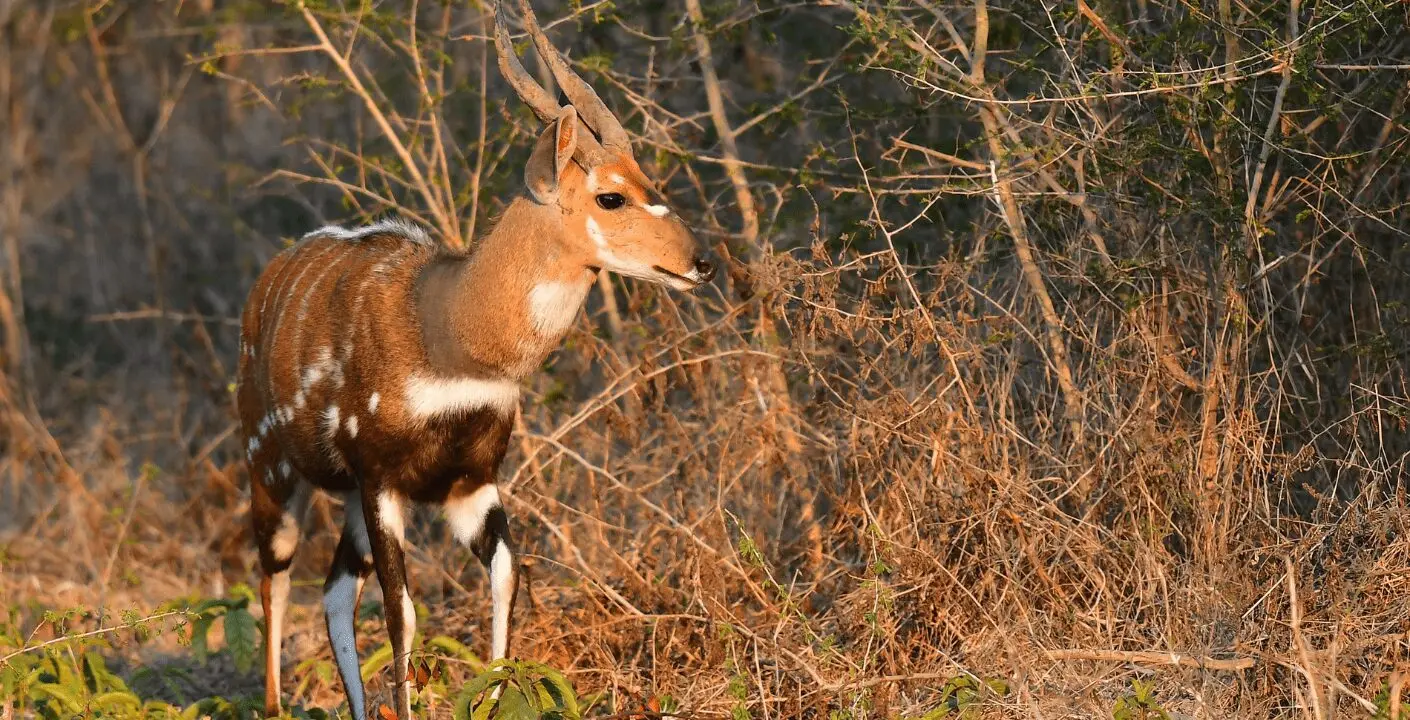 Bushbuck Hunting in Southern Africa