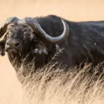 Cape Bull Hunting