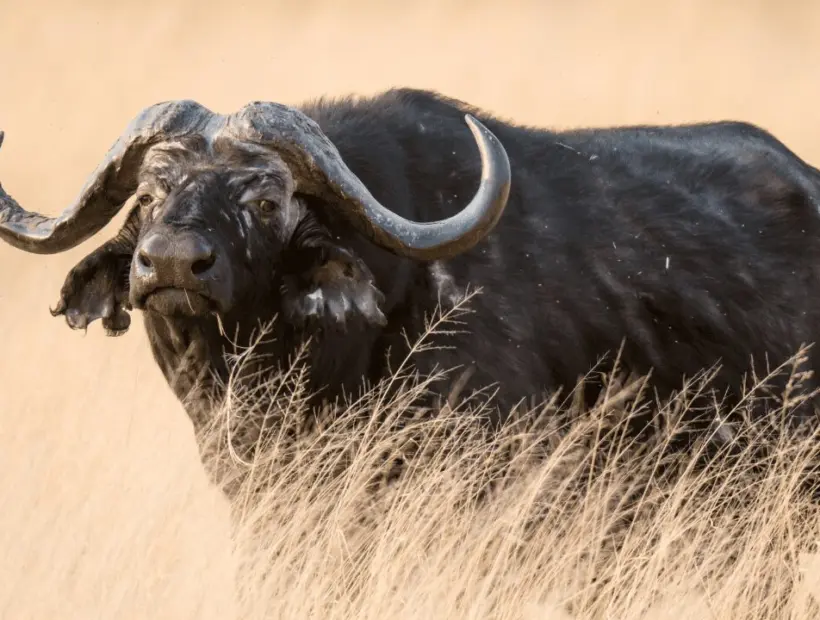 Cape Bull Hunting