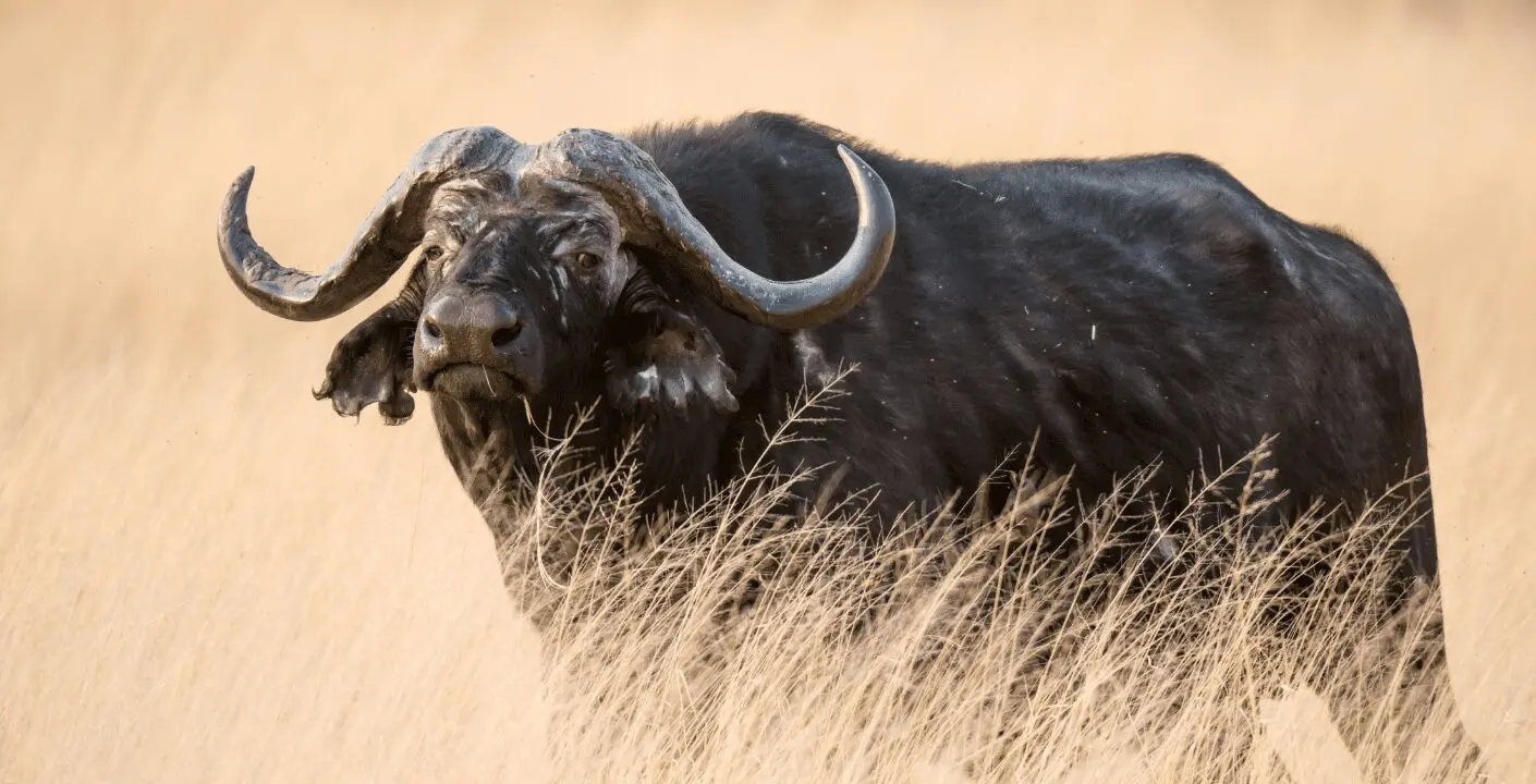 Cape Bull Hunting