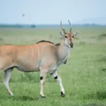 Eland Hunting in Southern Africa