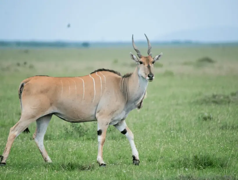 Eland Hunting in Southern Africa