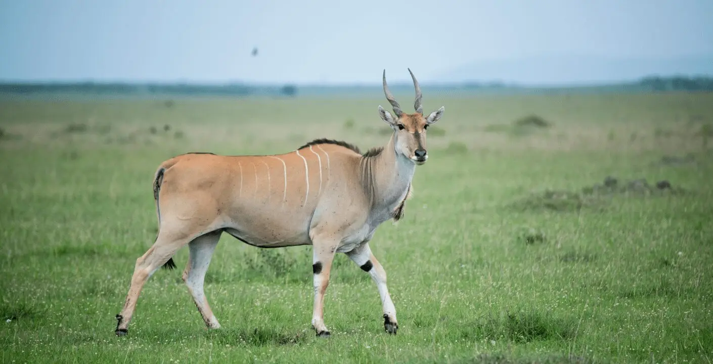 Eland Hunting in Southern Africa