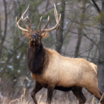 Elk hunting