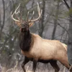 Elk hunting