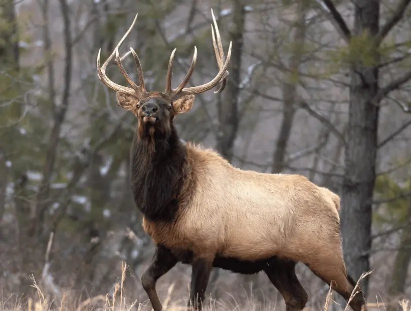 Elk hunting