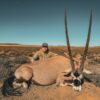 Gemsbok