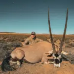 Gemsbok