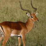 Impala