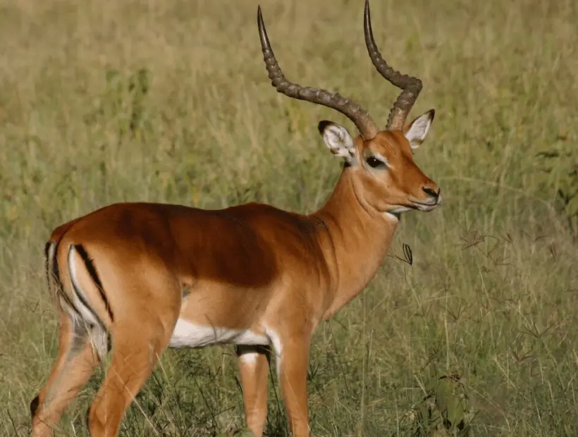 Impala