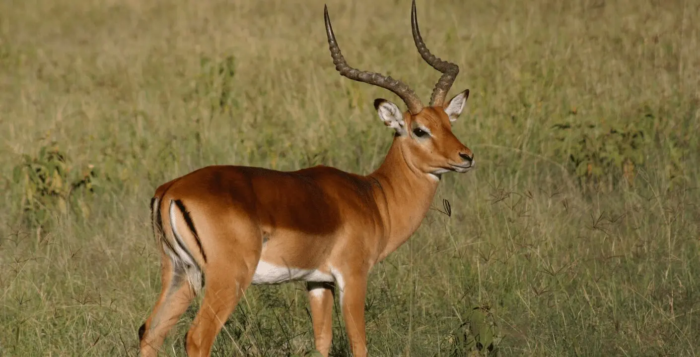 Impala