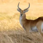 Lechwe Hunting in Southern Africa