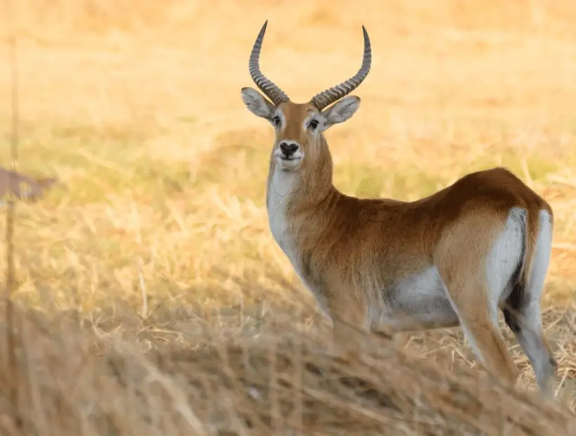 Lechwe Hunting in Southern Africa