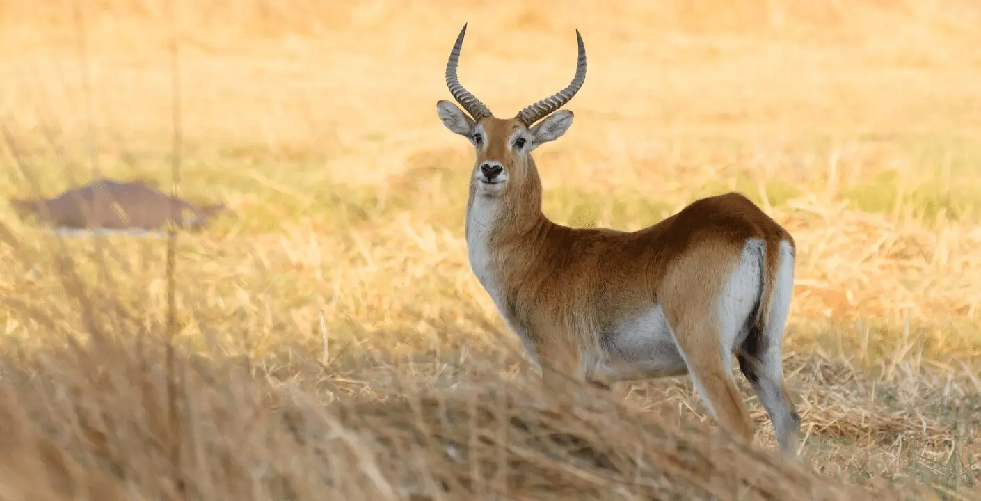 Lechwe Hunting in Southern Africa