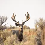 Mule Deer Hunting