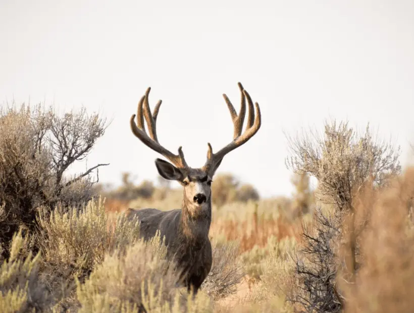 Mule Deer Hunting