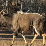 Nyala Hunting in Southern Africa